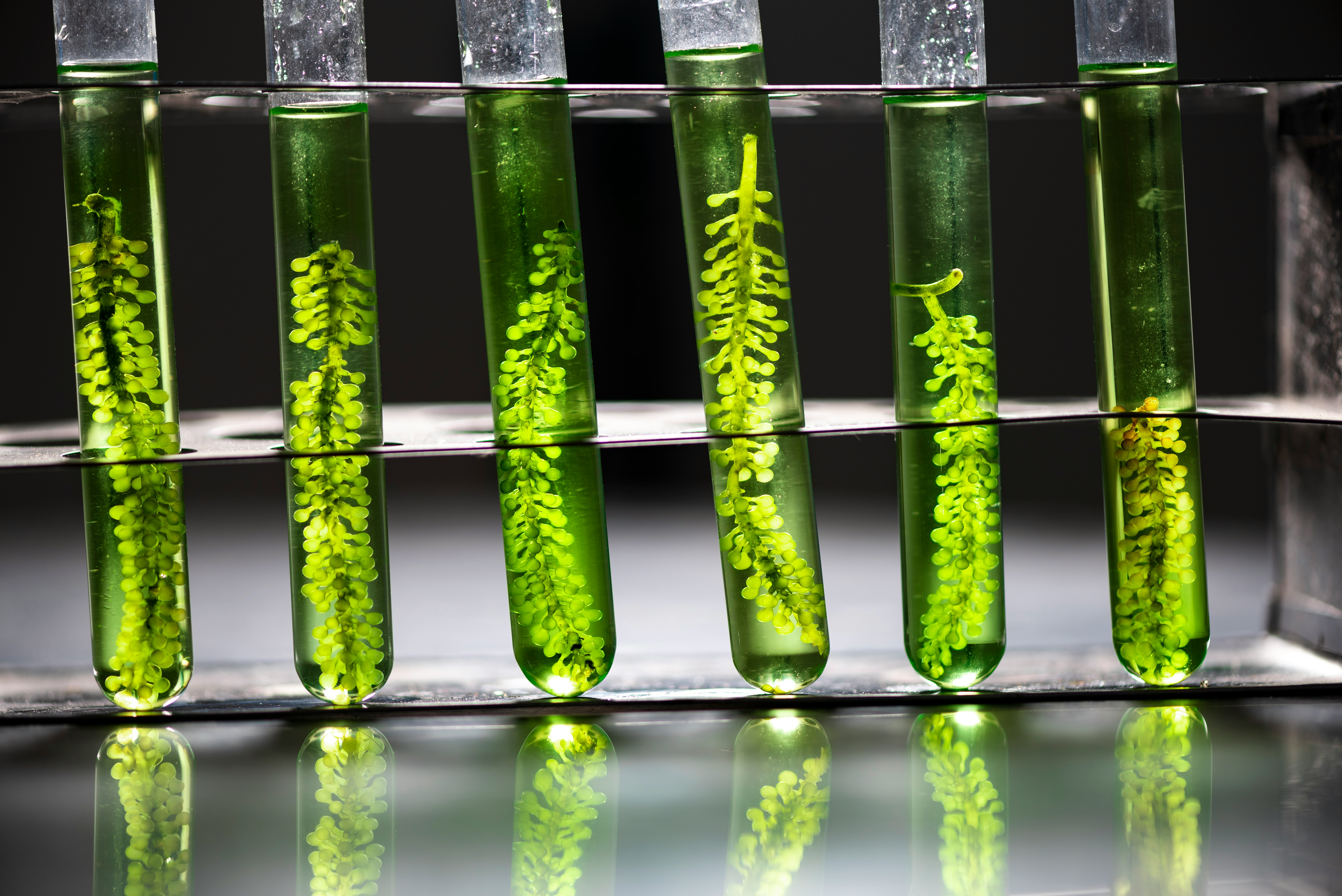 Produktbild von Astaxanthin von artgerecht – hochwertige Qualität