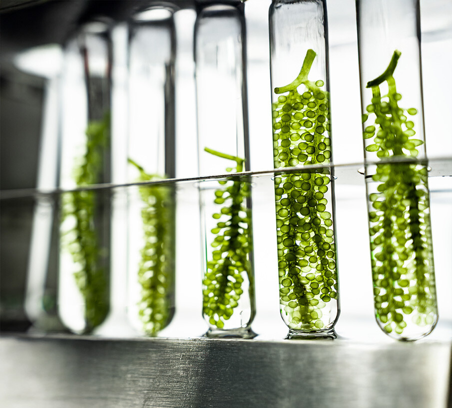 Symbolbild für FAQ zu Omega 3 Vegan High DHA 30 Kapseln – Antworten auf deine Fragen