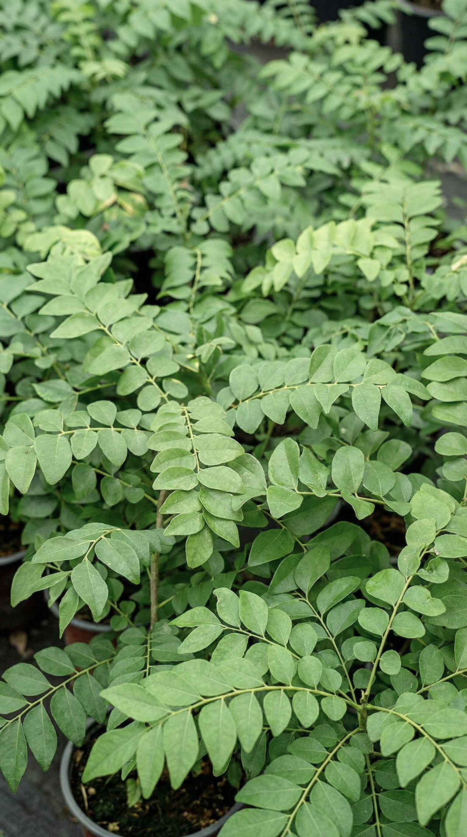 Natural Iron Bild zu Rein pflanzliche Eisenquellen