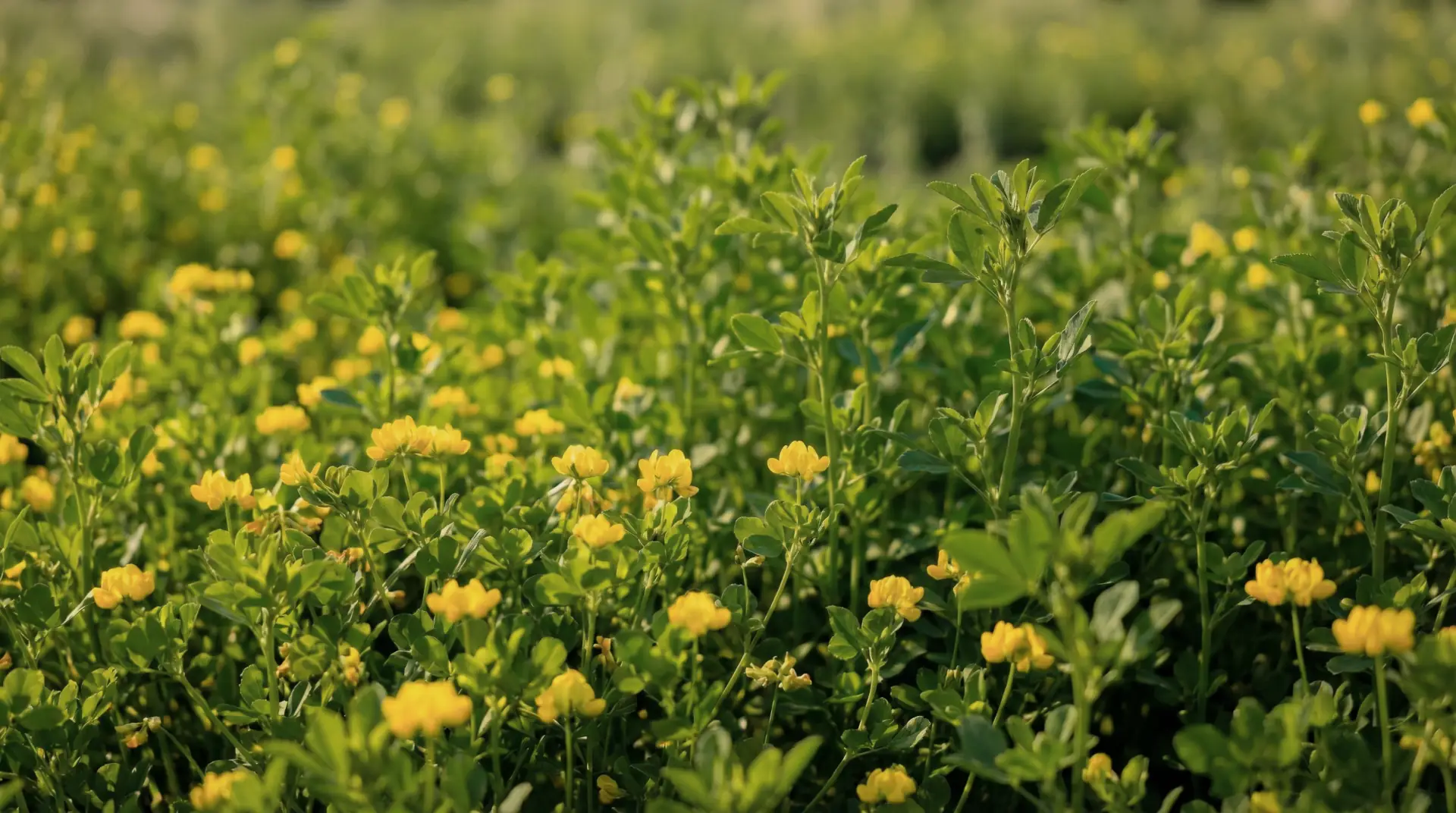 Übersicht der Inhaltsstoffe von Berberin Blutzucker Komplex – natürlich & rein