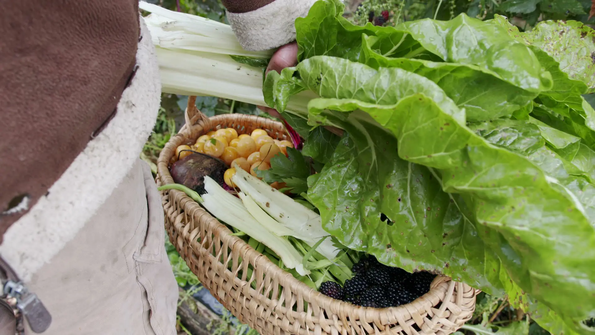 Produktbild von Darmkur Reset von artgerecht – hochwertige Qualität