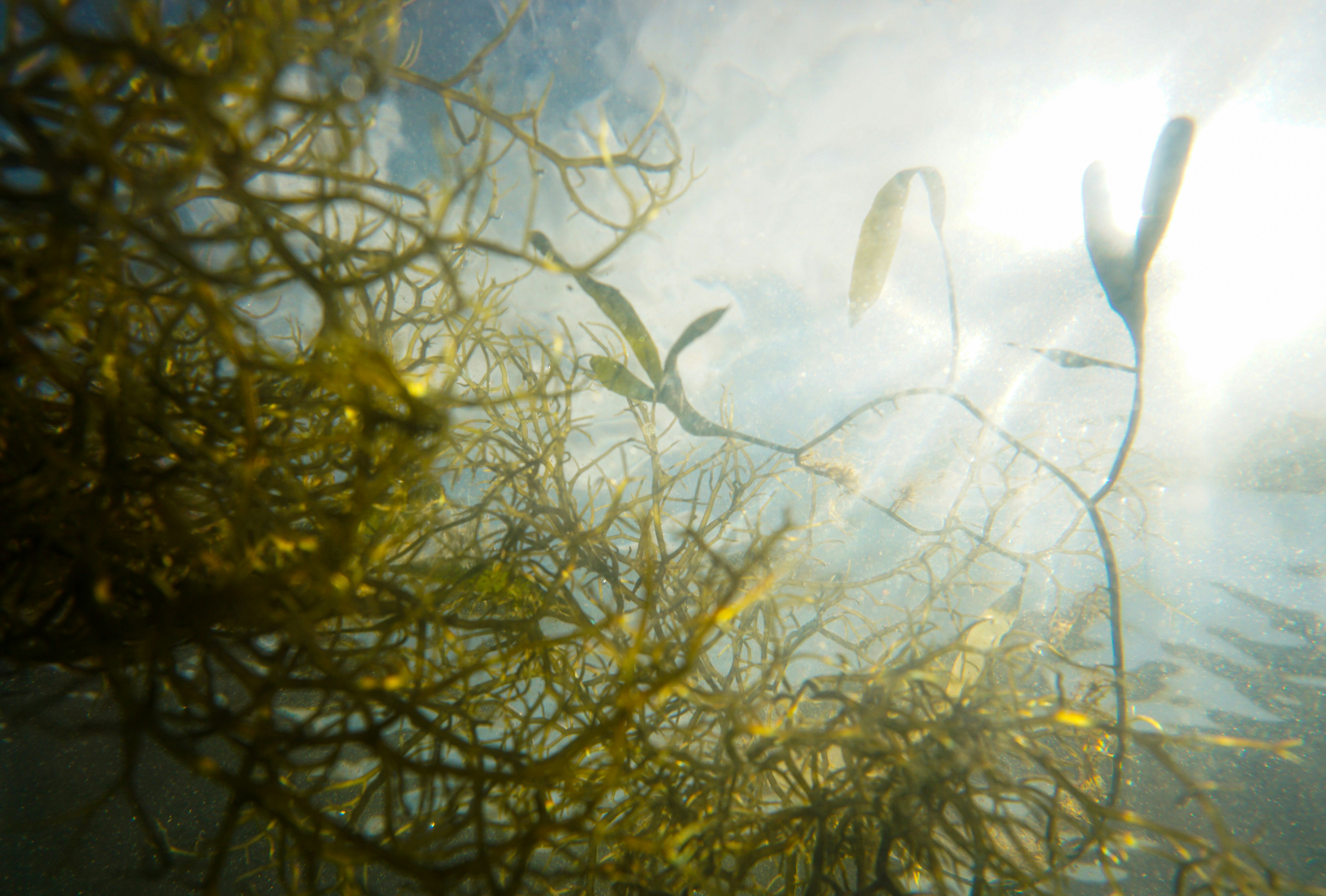 Darstellung von Astaxanthin – natürliche Unterstützung für dein Immunsystem