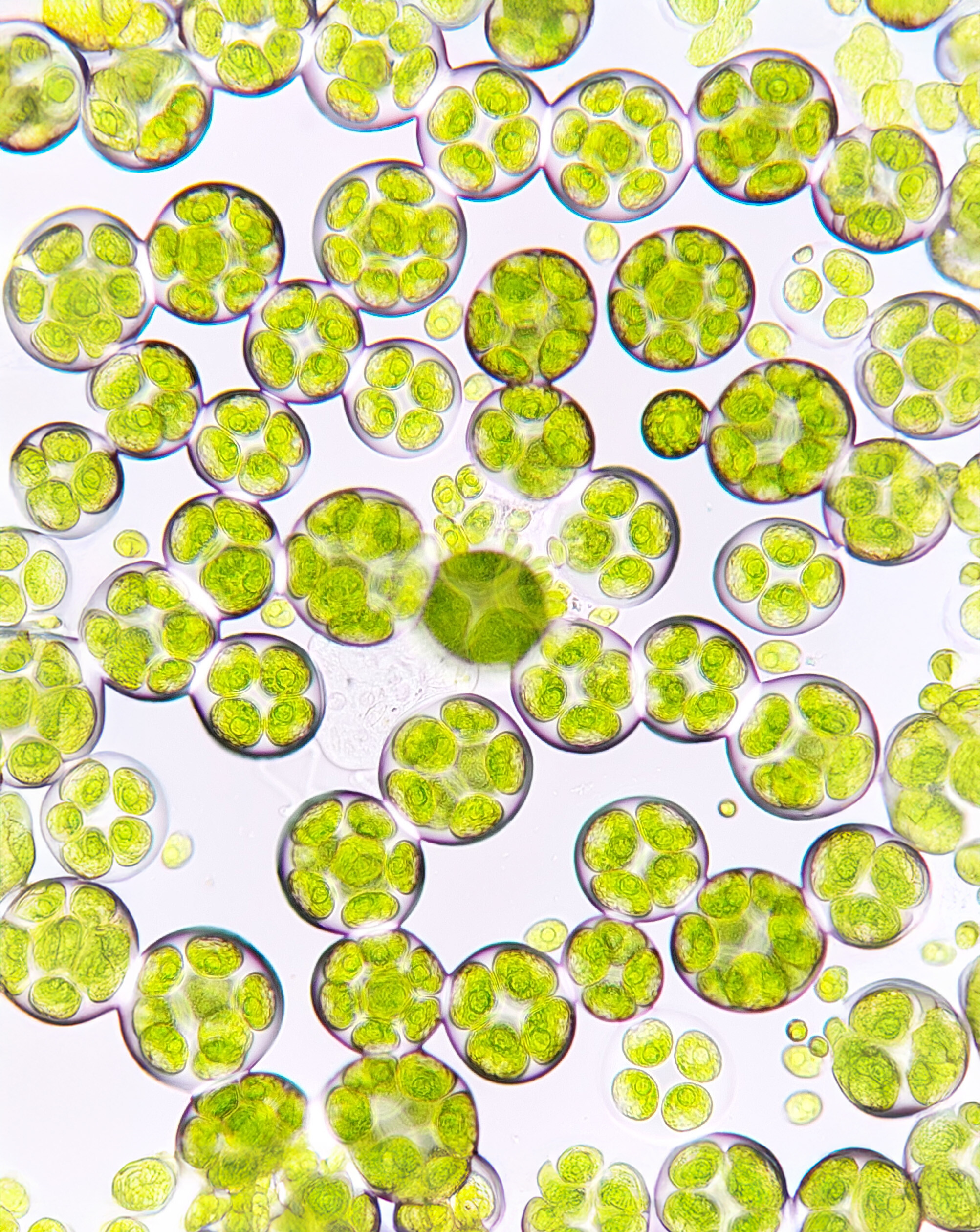 Was ist Omega 3 Vegan - High EPA? Erfahre mehr über Wirkung und Vorteile Darstellung von Omega 3 Vegan - High EPA – natürliche Unterstützung für dein Immunsystem