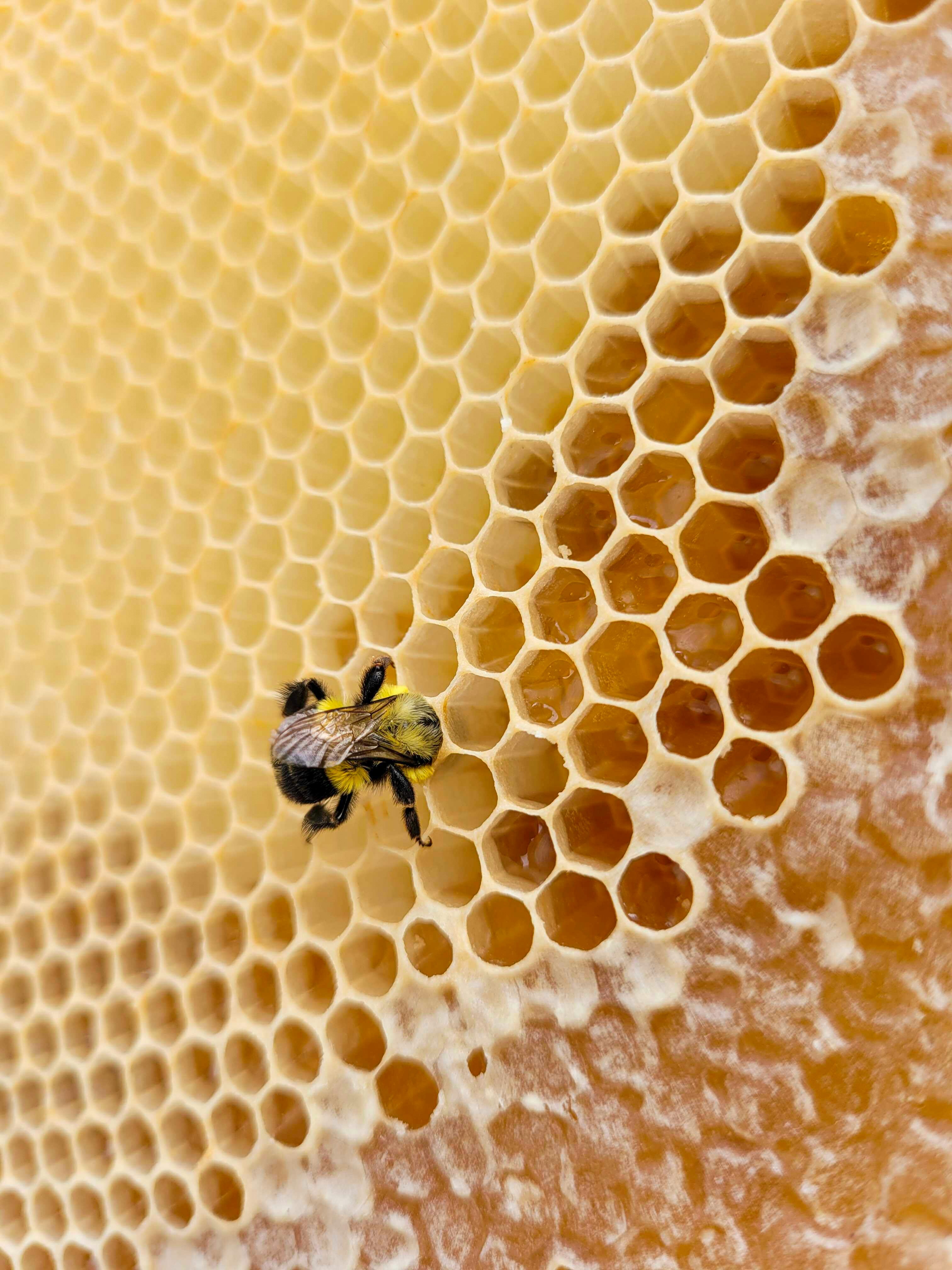Alle Inhaltsstoffe von Manuka Honig auf einen Blick Übersicht der Inhaltsstoffe von Manuka Honig – natürlich & rein
