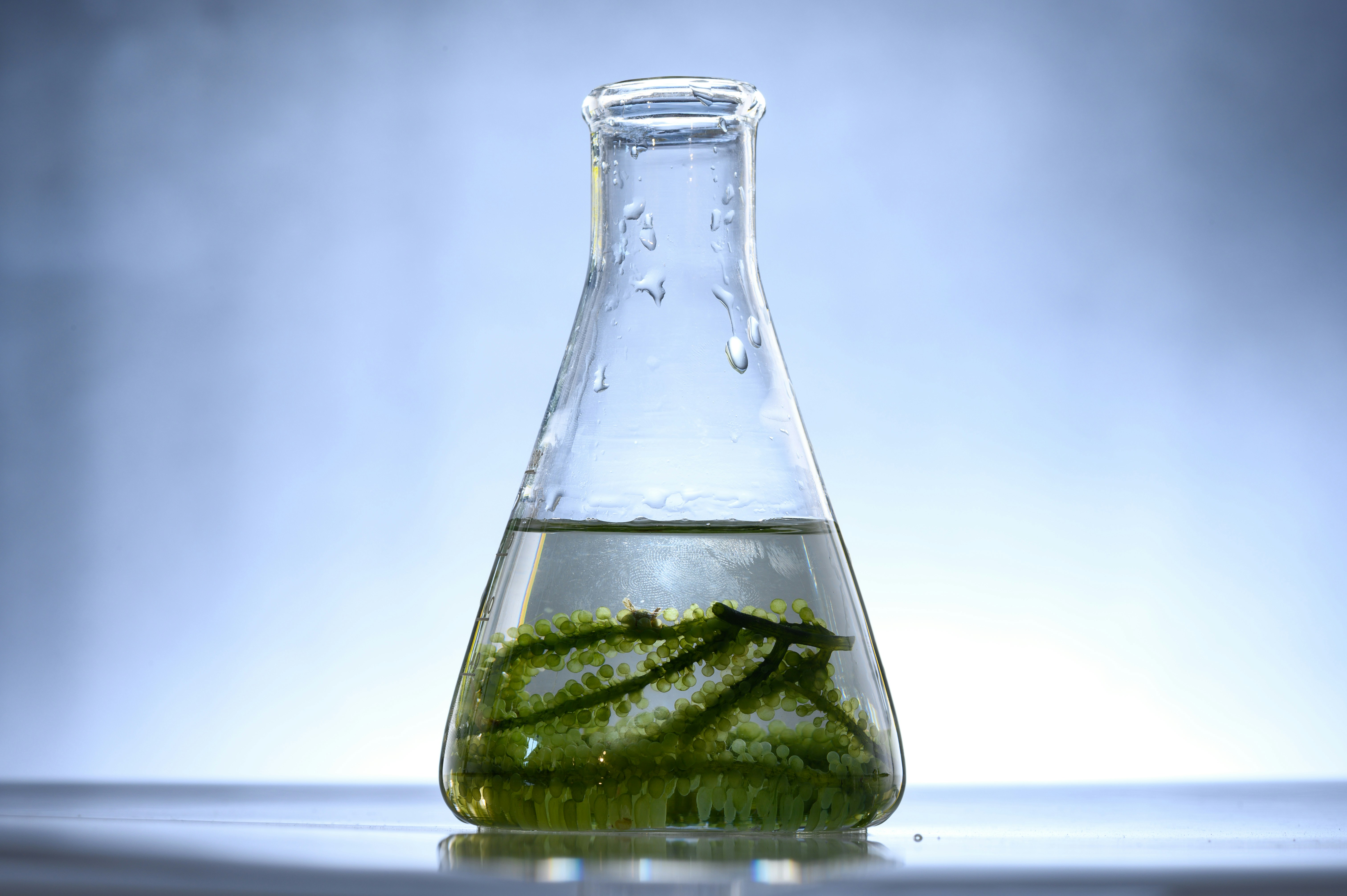 Symbolbild für FAQ zu Astaxanthin – Antworten auf deine Fragen