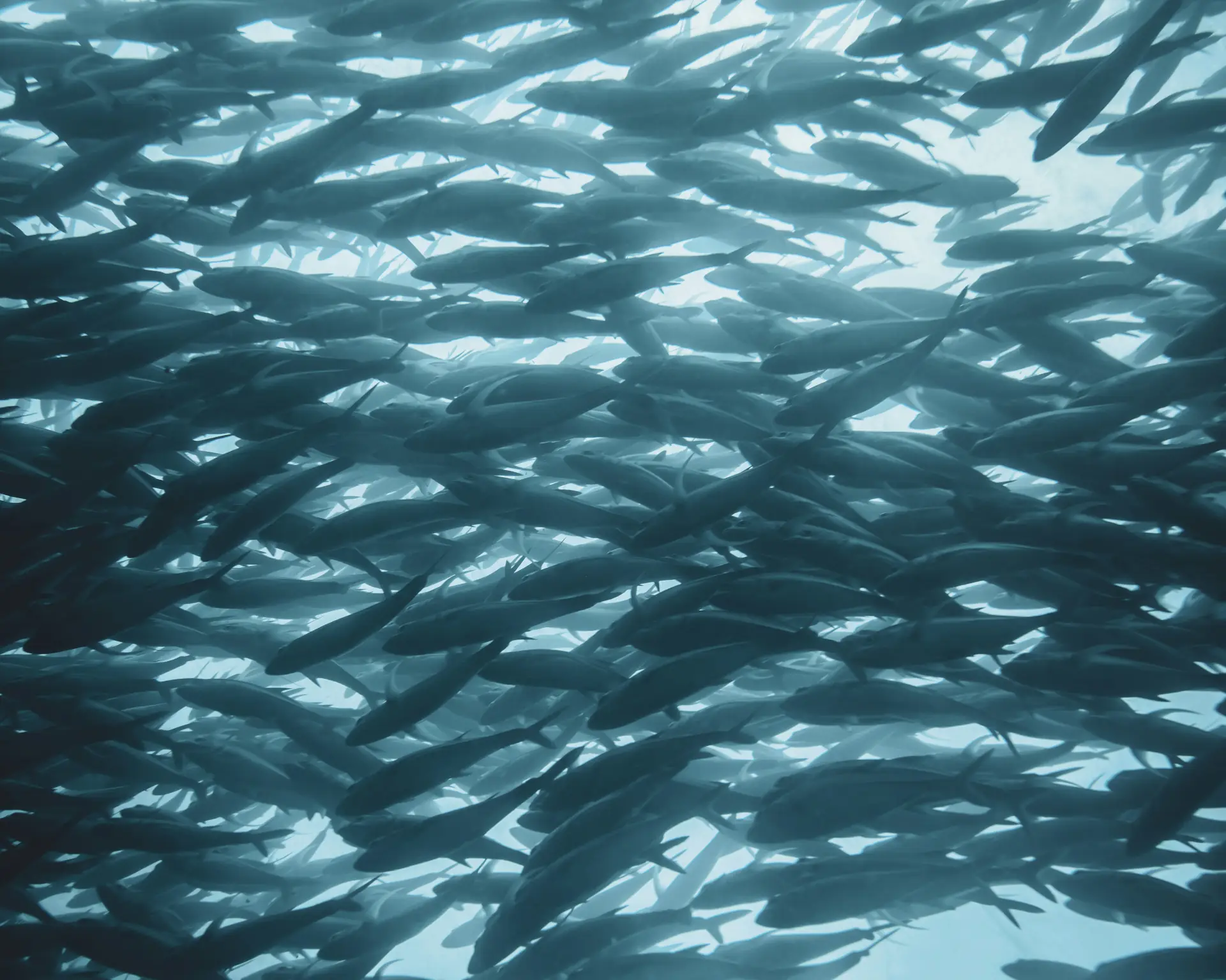 Omega 3 EPA 500 DHA 250 Bild zu Aus nachhaltigem Fischfang