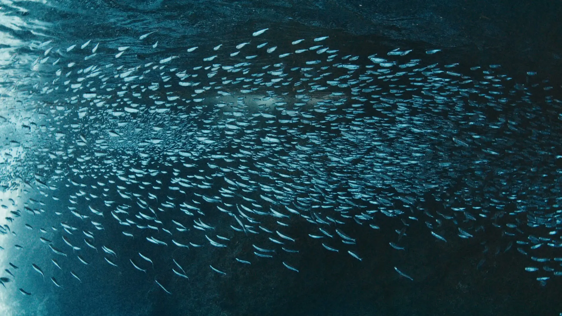 Übersicht der Inhaltsstoffe von Kollagen Hydrolysat – natürlich & rein