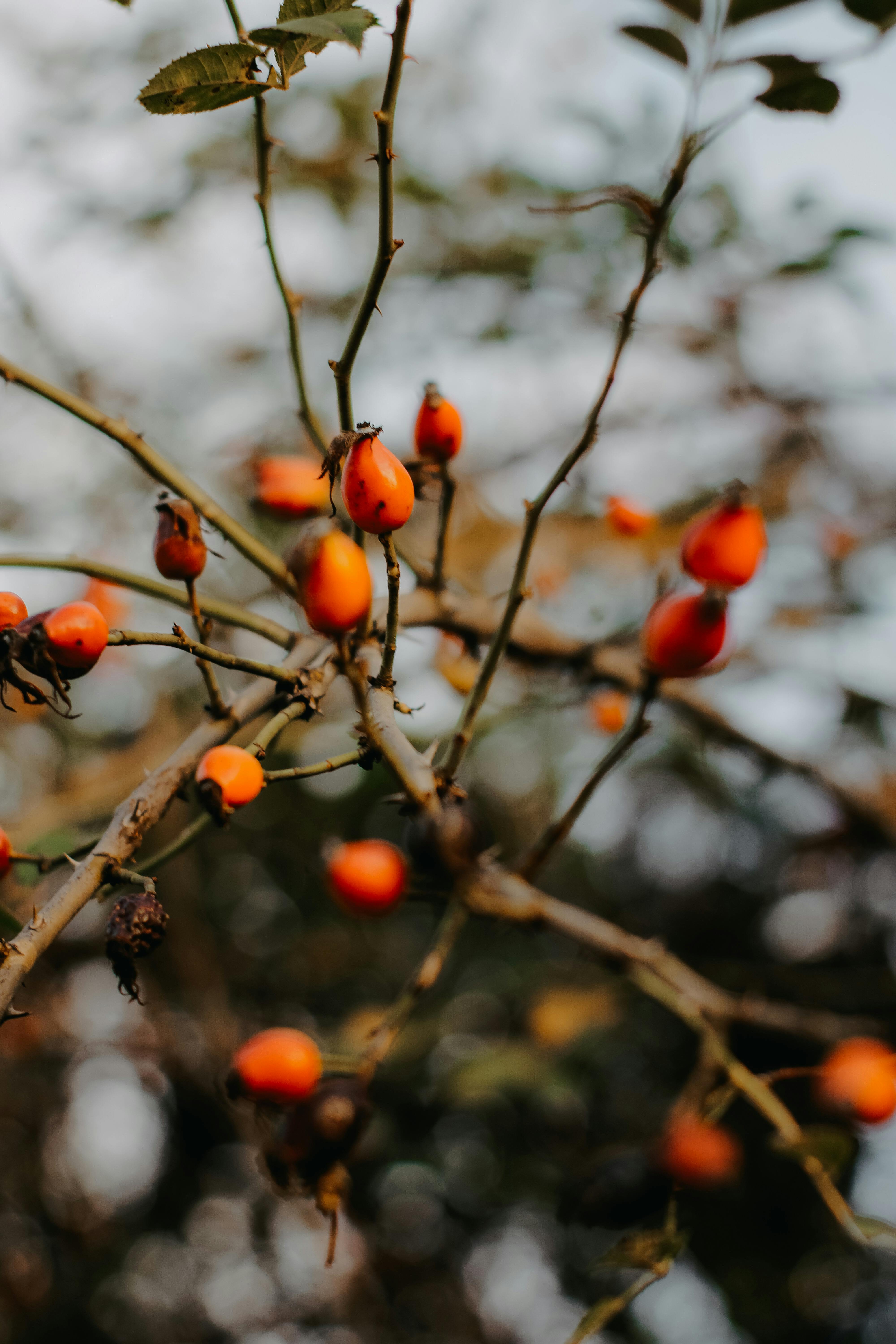 artgerecht HAGEBUTTE WIRKUNG BLUTZUCKER