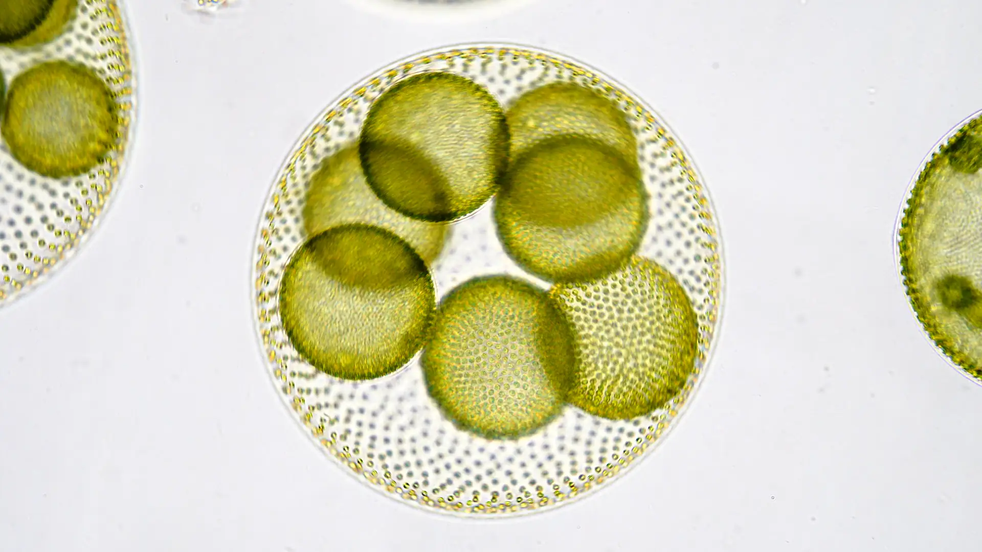 Darstellung von Omega 3 Vegan EPA 350 DHA 150 – natürliche Unterstützung für dein Immunsystem