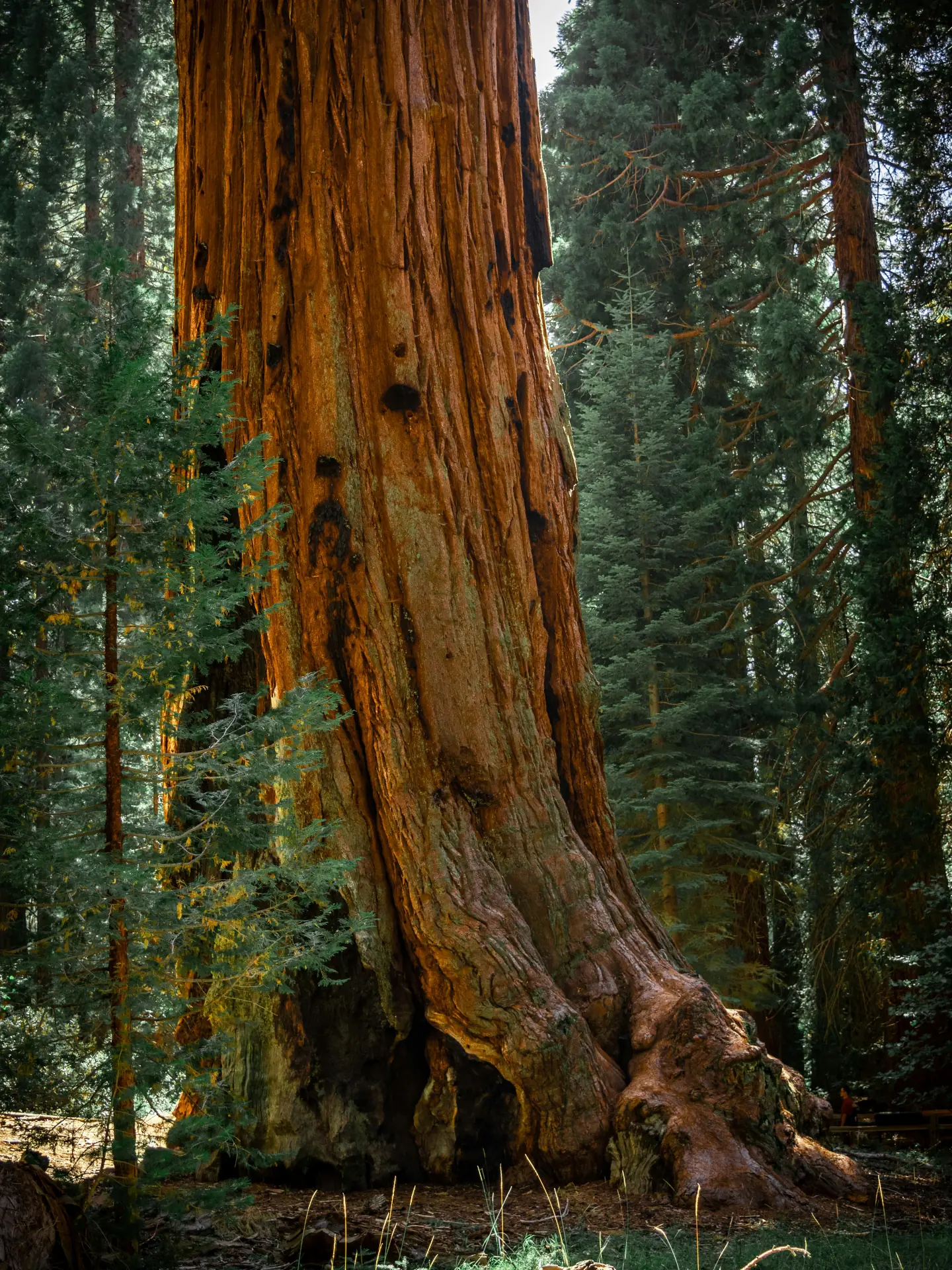 Infografik zur wissenschaftlichen Forschung rund um Spermidin Longevity