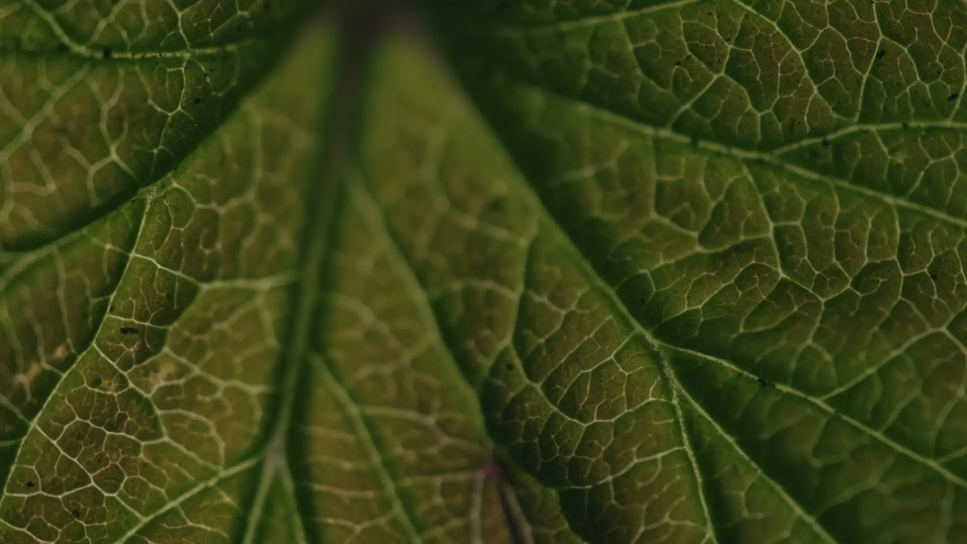 Darstellung von Berberin Blutzucker Komplex – natürliche Unterstützung für dein Immunsystem