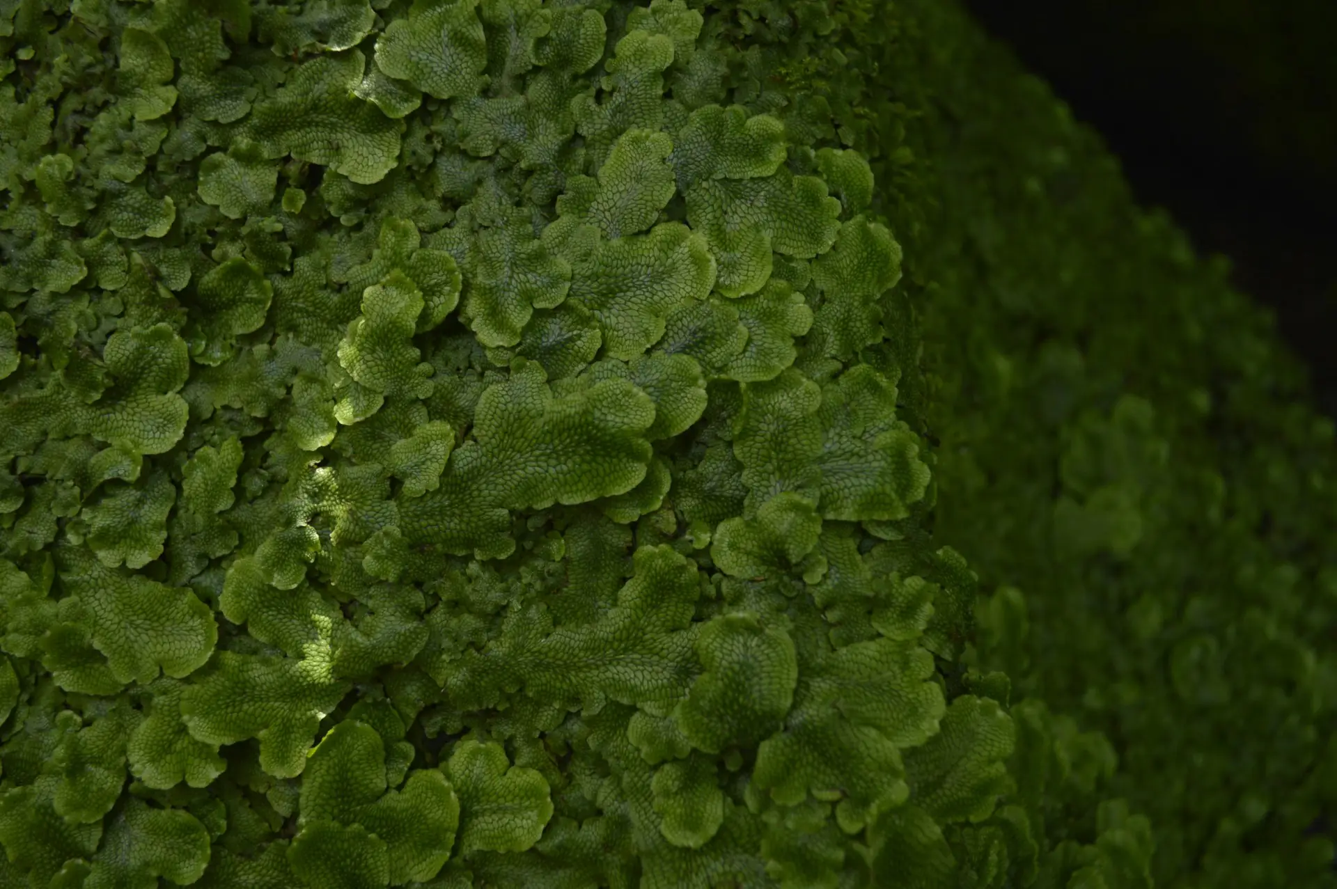 artgerecht PROBIOTIKA MIKROBIELLE BALANCE