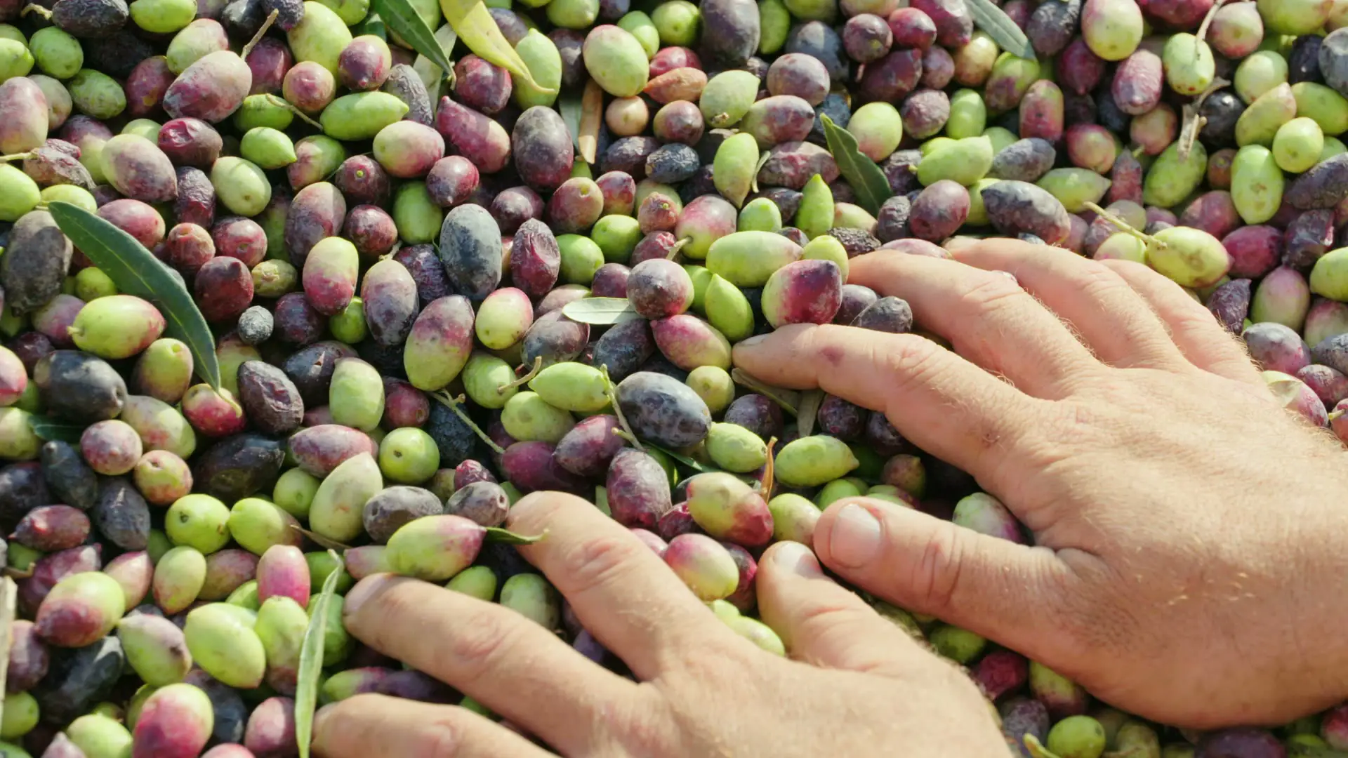 Darstellung von Phenolio Bio Olivenöl 500 mL – natürliche Unterstützung für dein Immunsystem