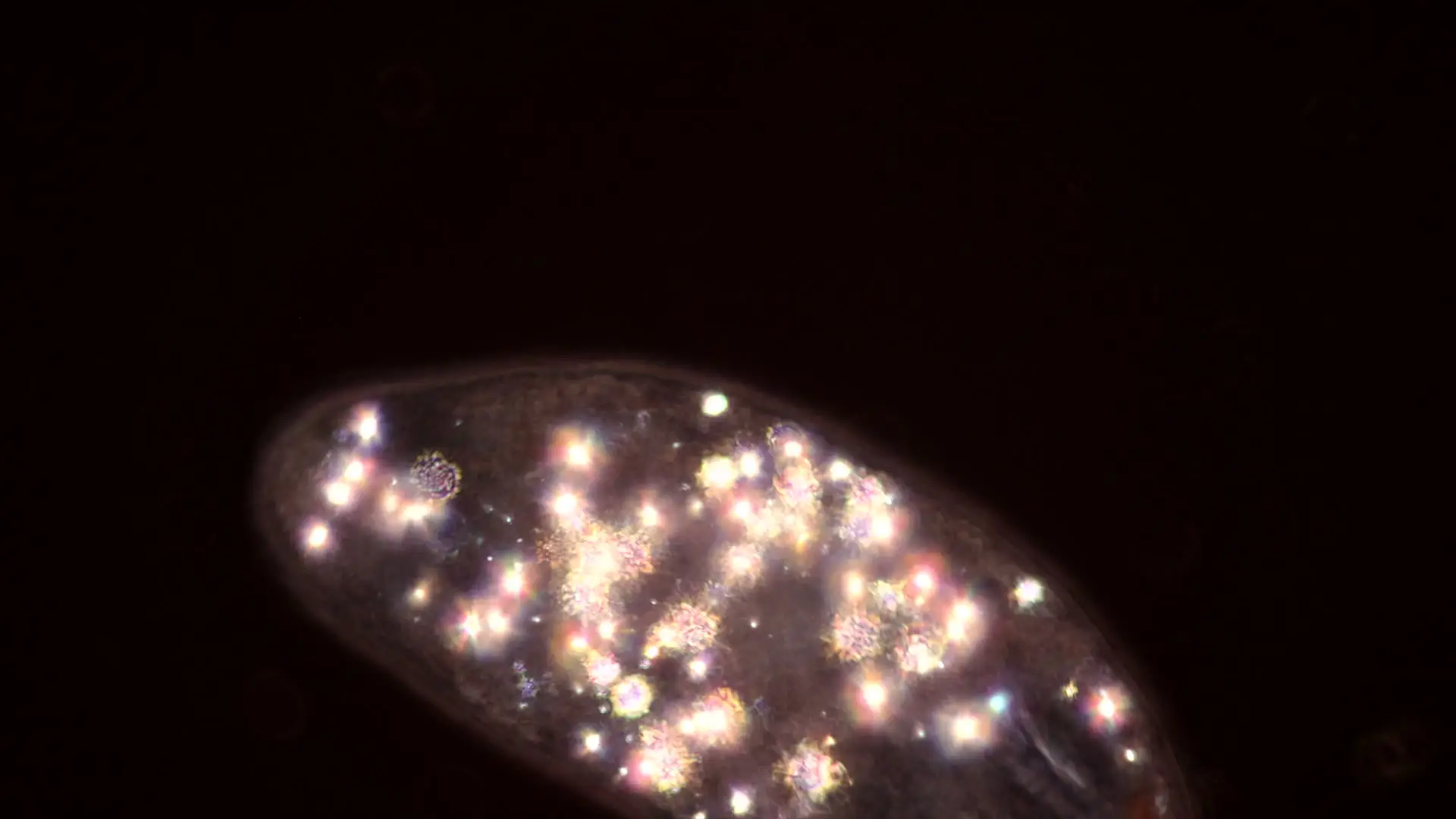 Infografik zur wissenschaftlichen Forschung rund um Coenzym Q10 PQQ Komplex