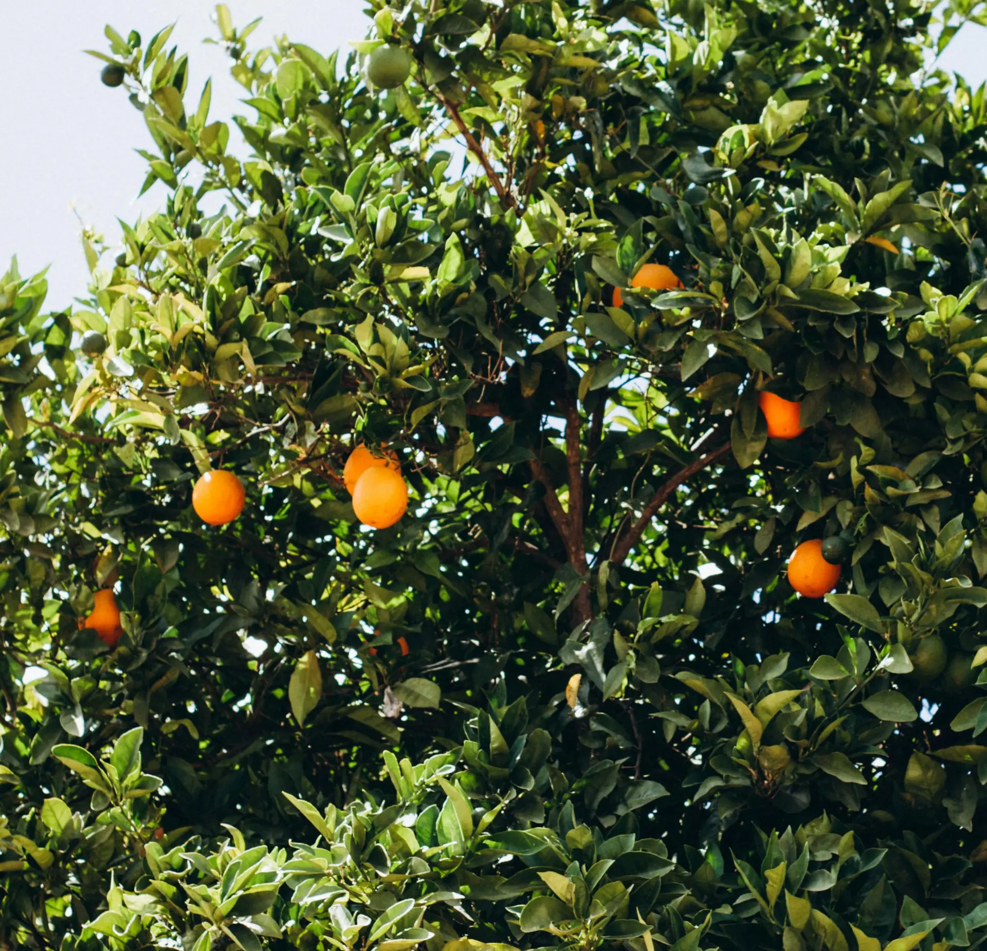 Übersicht der Inhaltsstoffe von Vitamin B12 Spray 280 µg – natürlich & rein