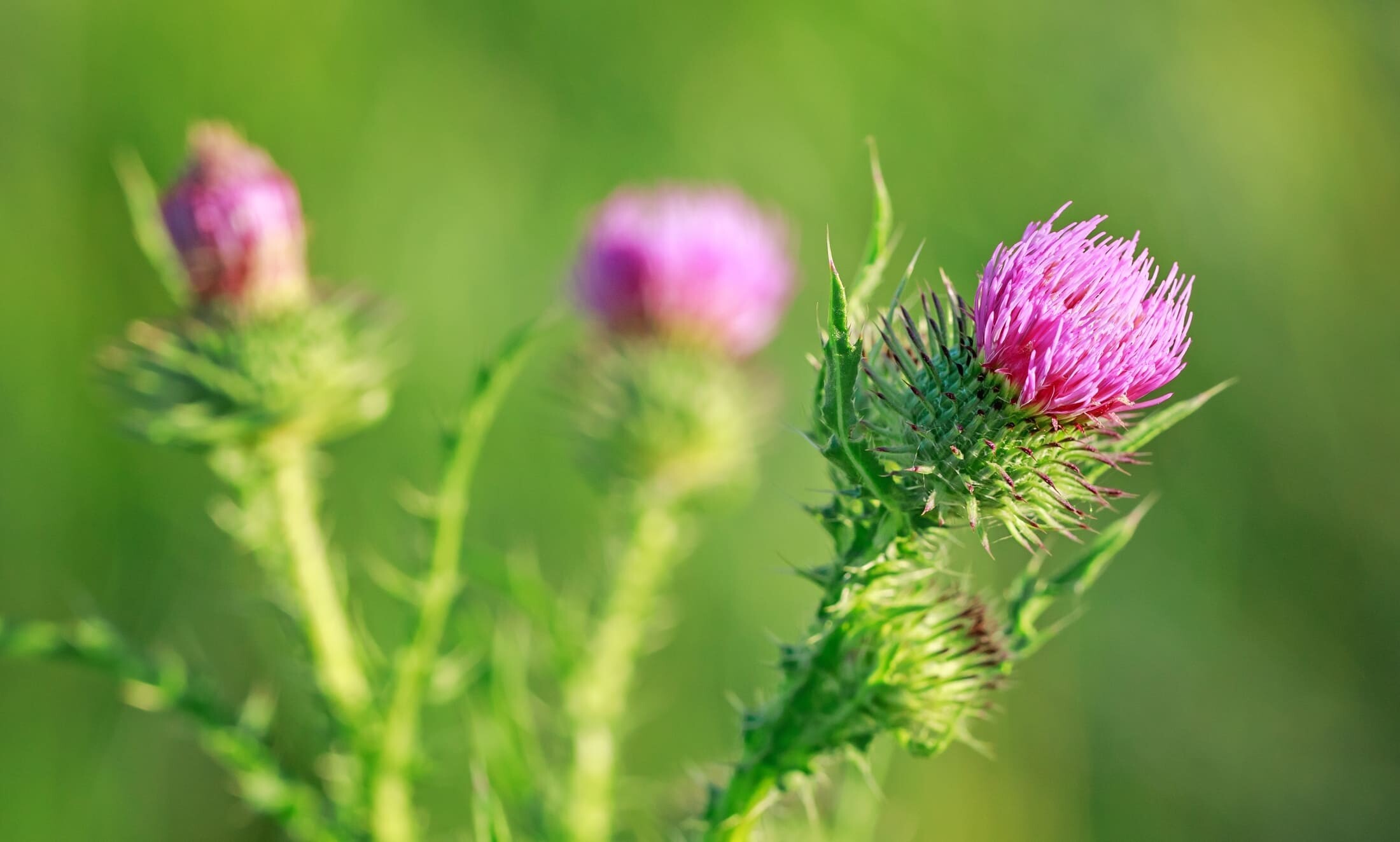 Mariendistel: Wirkung auf die Lebergesundheit und Entgiftung