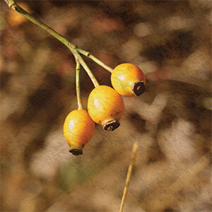 Natural Iron Bild zu Höhere Eisenaufnahme durch Vitamin C*