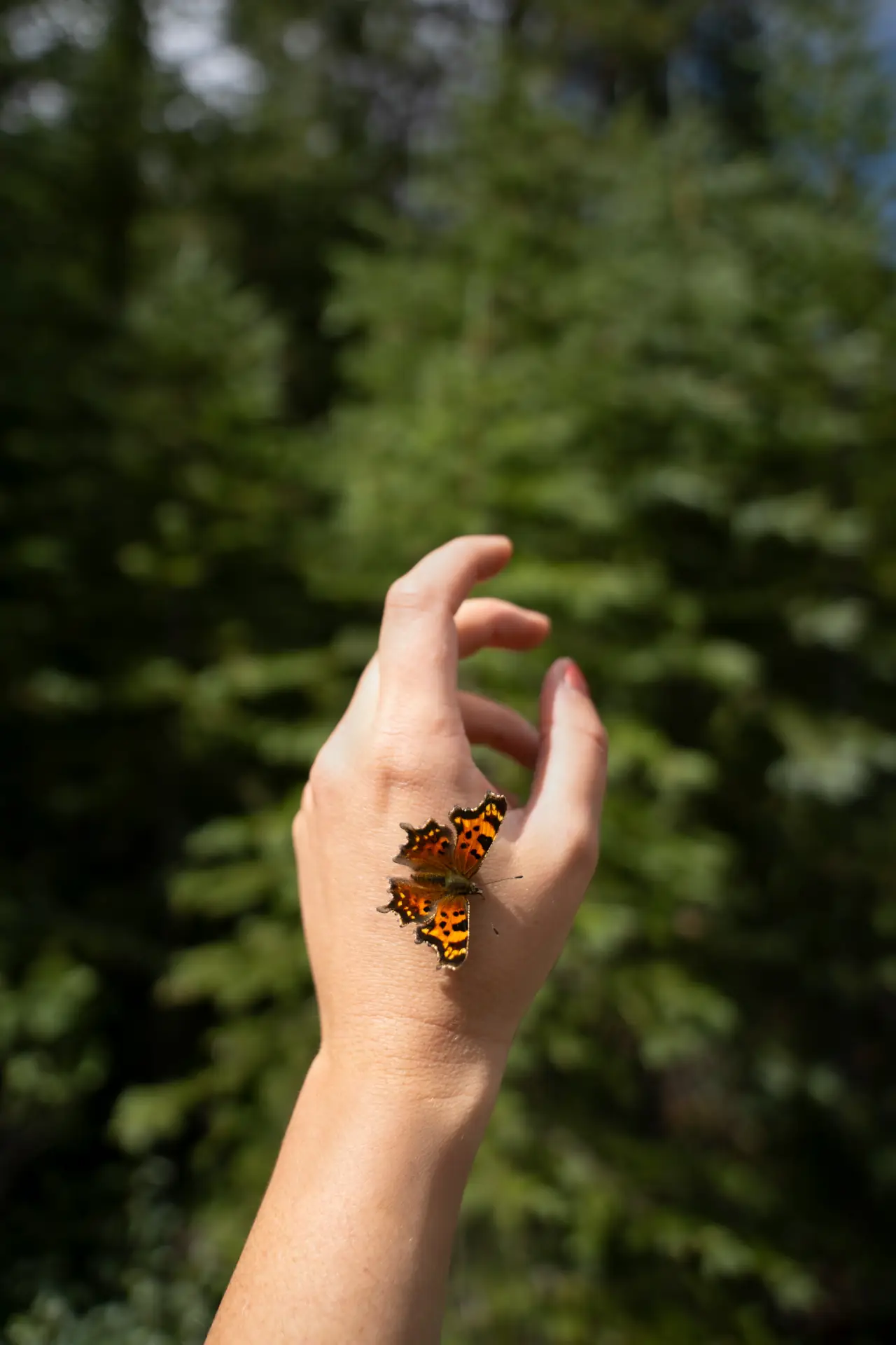 Symbolbild für FAQ zu Schilddrüsen L-Tyrosin Komplex – Antworten auf deine Fragen