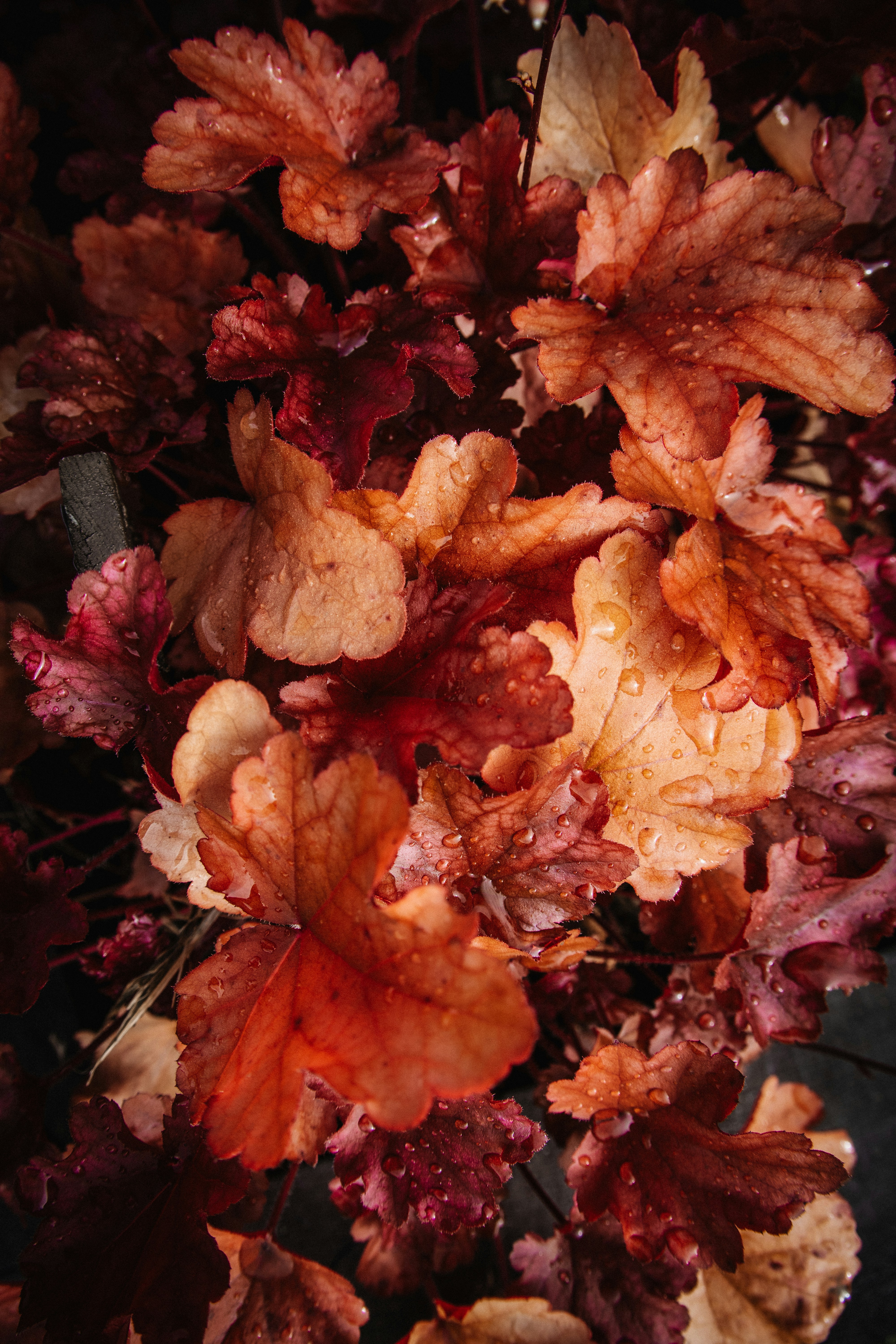 Immunsystem Immunsystem