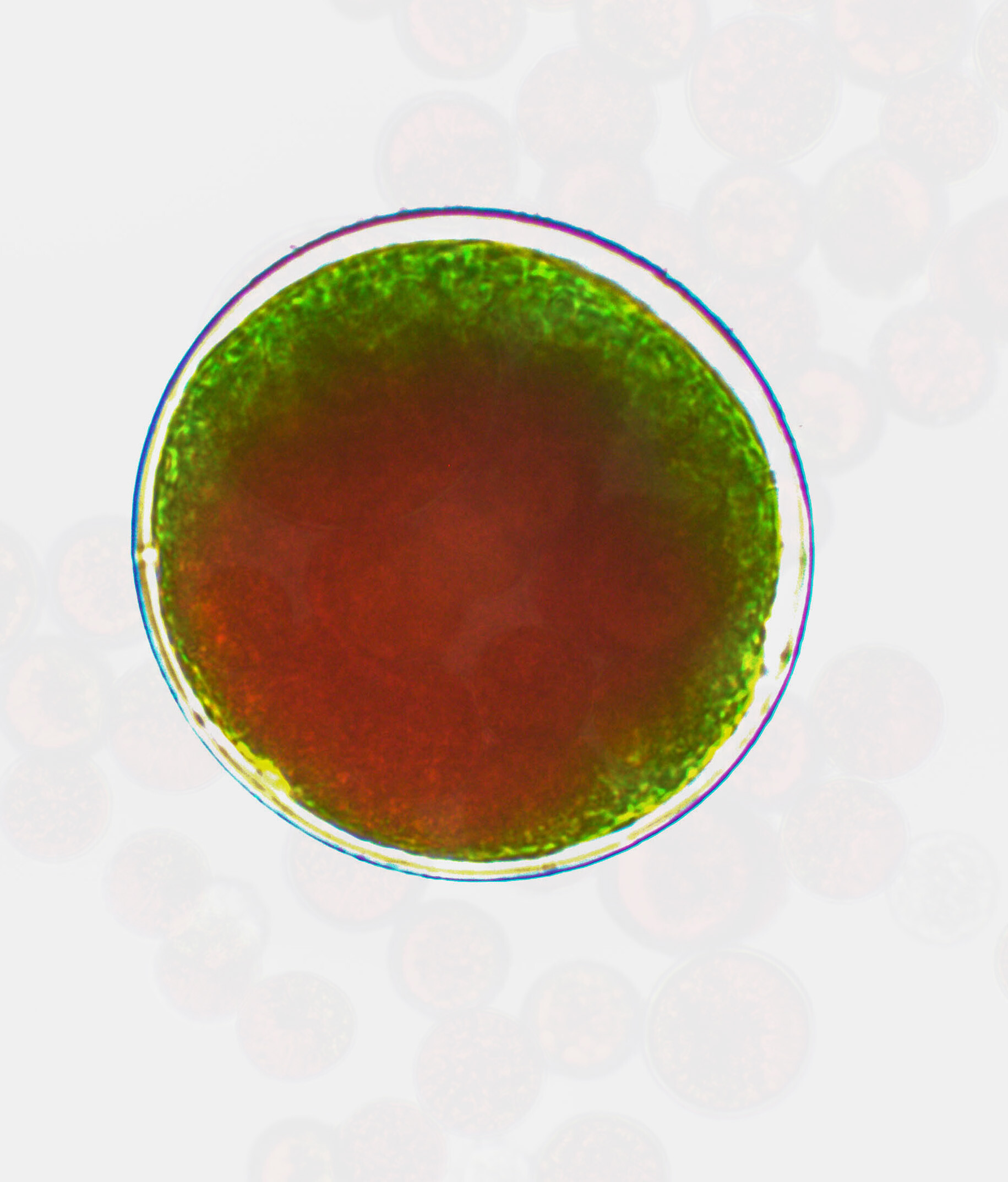 Infografik zur wissenschaftlichen Forschung rund um Astaxanthin