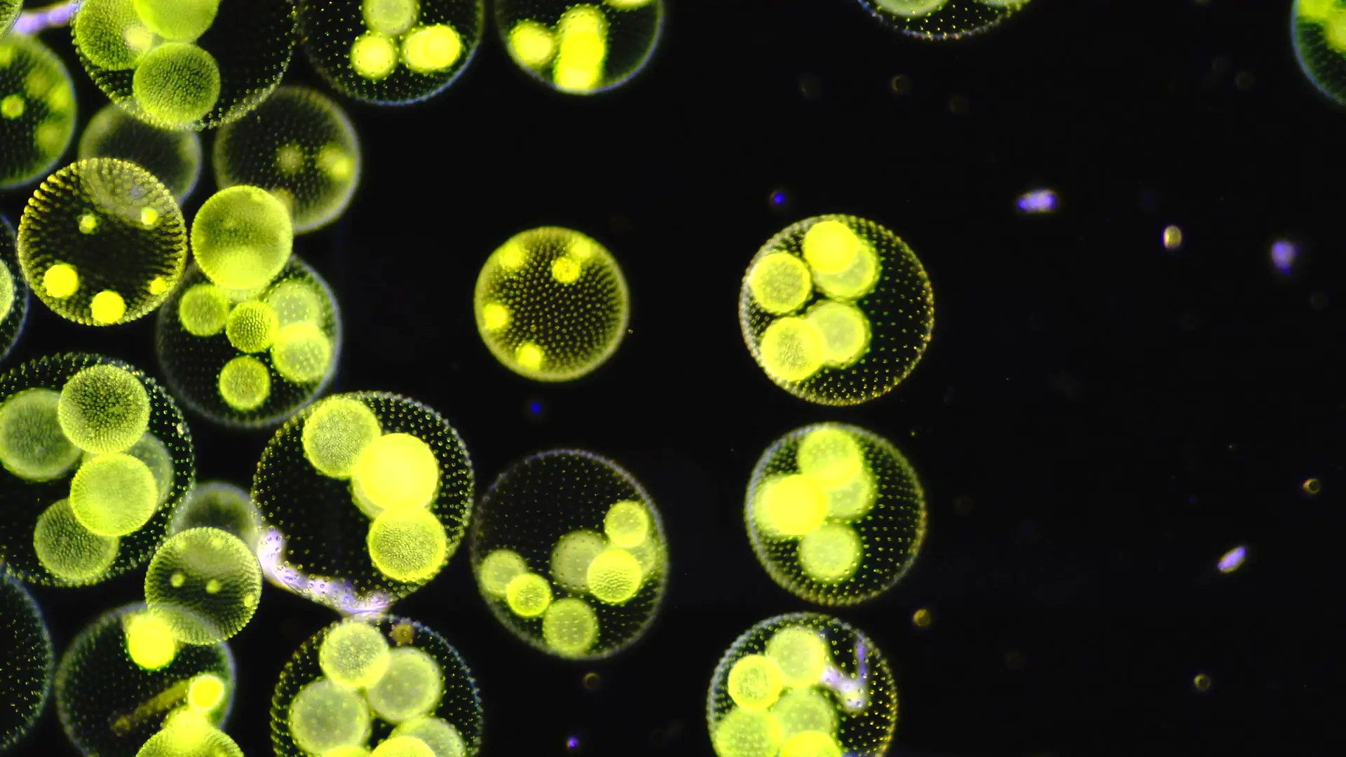 Darstellung von Astaxanthin 8 mg – natürliche Unterstützung für dein Immunsystem