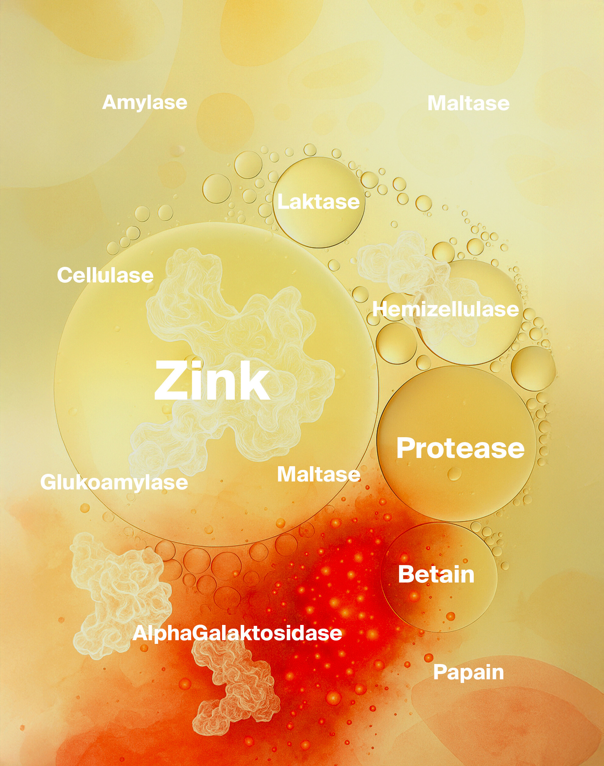 Wissenschaftliche Hintergründe – Studien und Fakten zu Nzym | Enzym Komplex Infografik zur wissenschaftlichen Forschung rund um Nzym | Enzym Komplex
