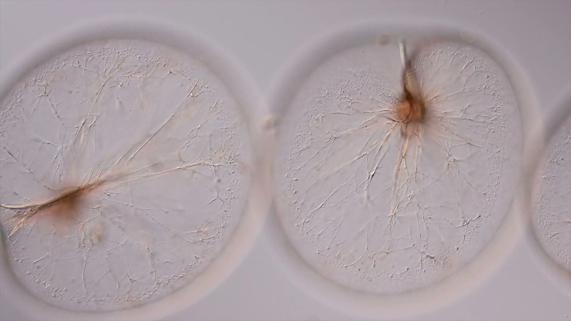 Darstellung von Biotic | Probiotika – natürliche Unterstützung für dein Immunsystem