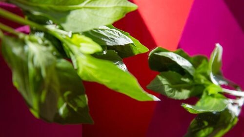 Premium Nahrungsergänzungsmittel & Superfood